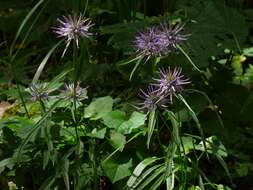 Image of Phyteuma scheuchzeri subsp. columnae (E. Thomas) Bech.