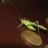 Image of Elegant Bush Katydid