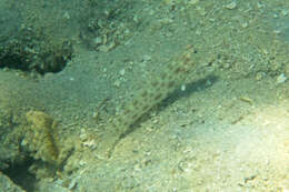 Image of Gold-specked prawn-goby