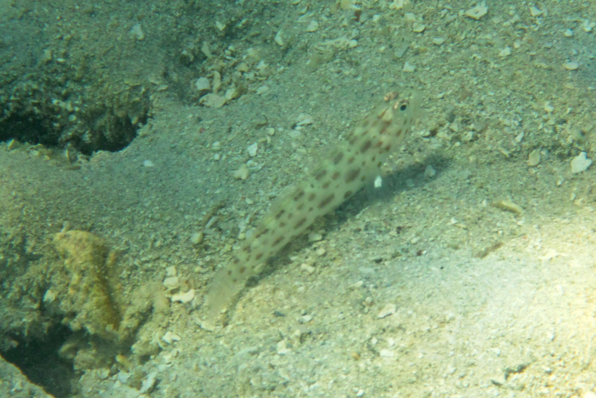 Image of Gold-specked prawn-goby