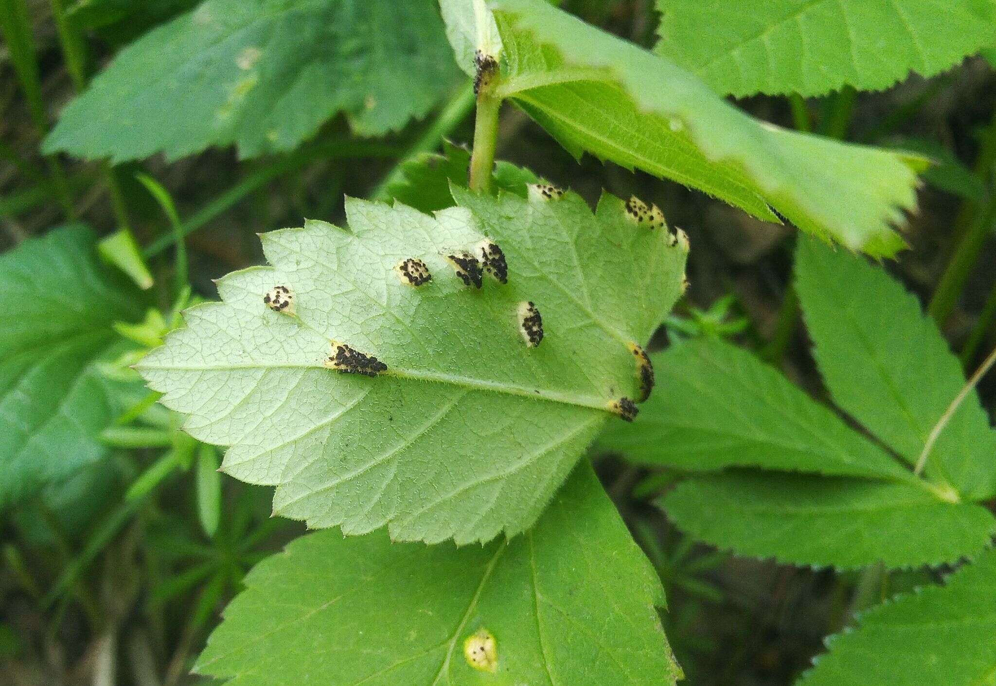 Imagem de Puccinia aegopodii (Schumach.) Link 1817