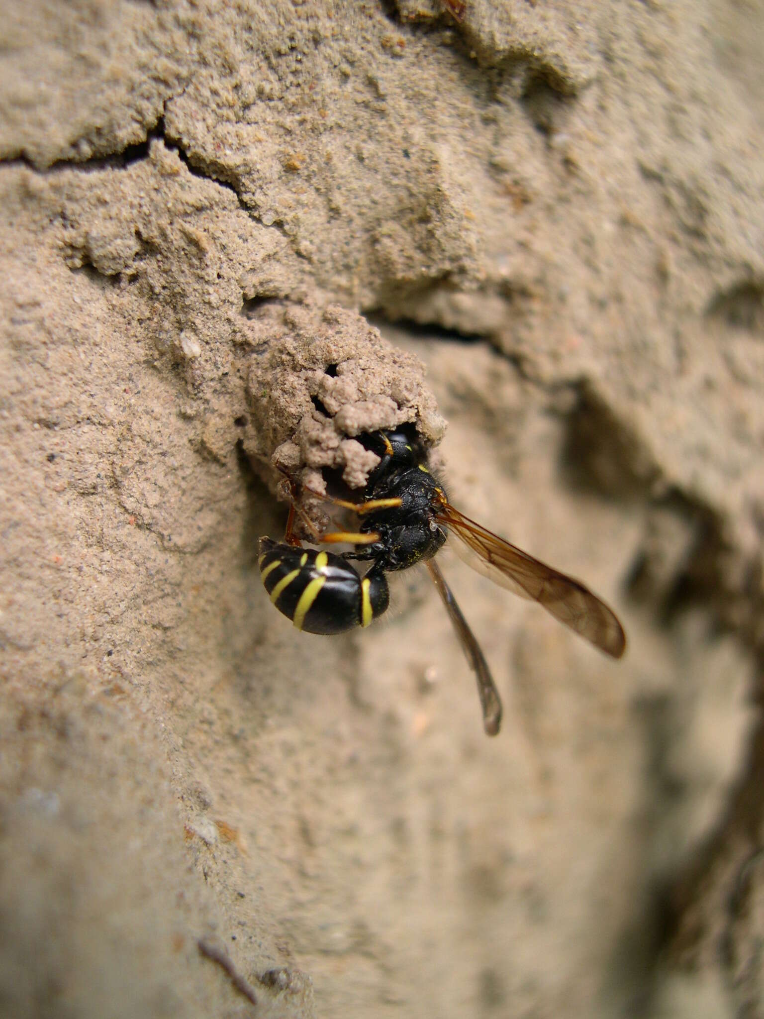 Imagem de Odynerus spinipes (Linnaeus 1758)