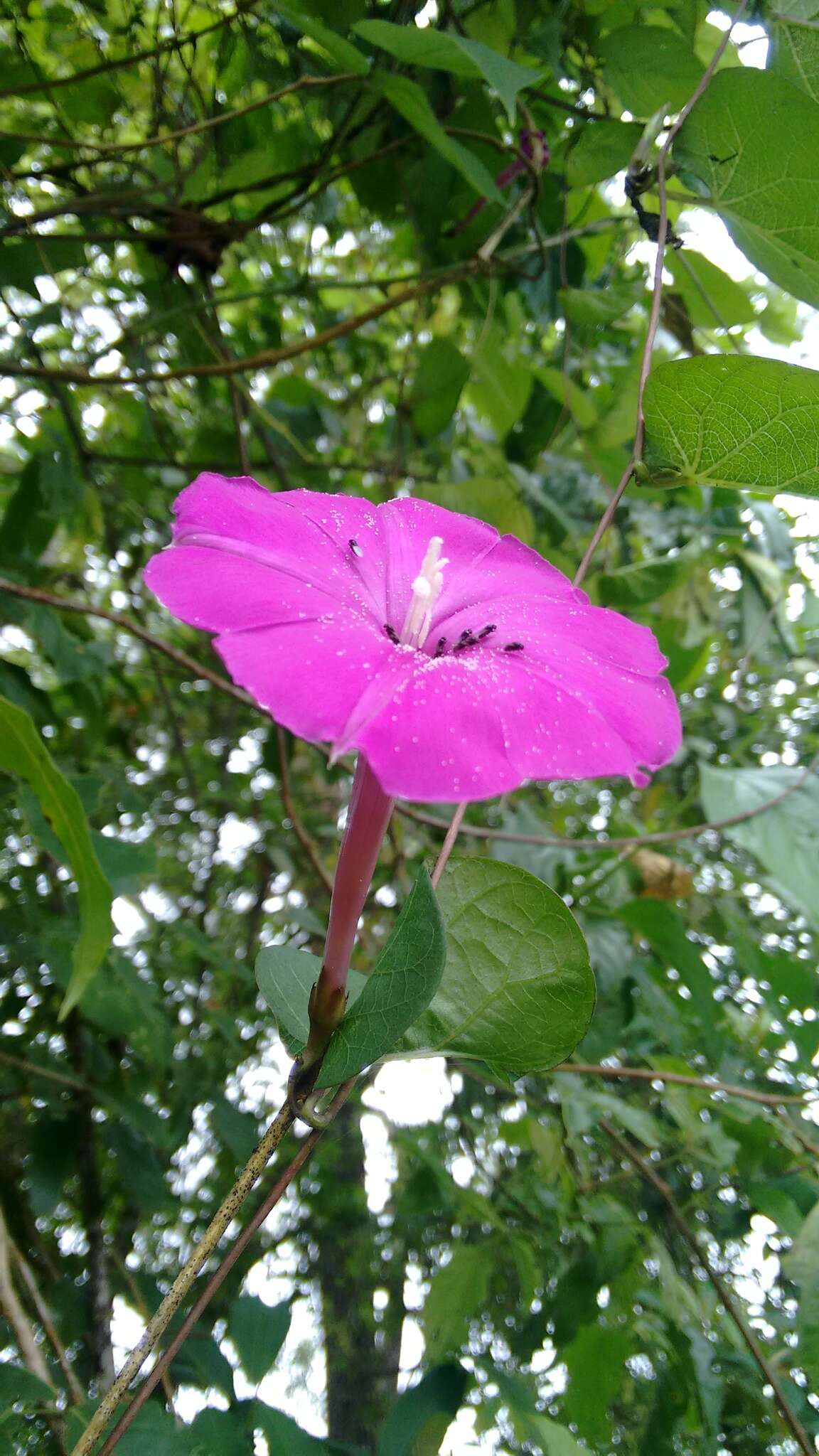 Image of Ipomoea dumosa (Benth.) L. O. Wms.