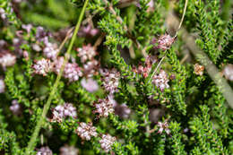 Image of Erica similis (N. E. Br.) E. G. H. Oliver