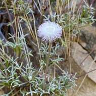 Plancia ëd Hofmeisteria crassifolia S. Wats.