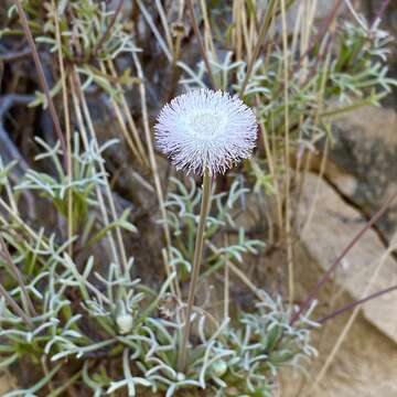 Image of Hofmeisteria crassifolia S. Wats.