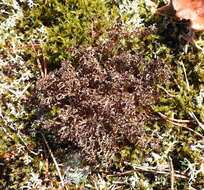 Image of cetraria lichen