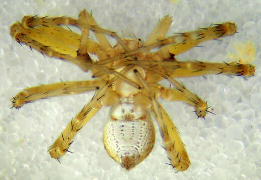 Image of Philodromus pinyonelis Schick 1965