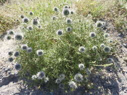 Image de Echinops bovei Boiss.