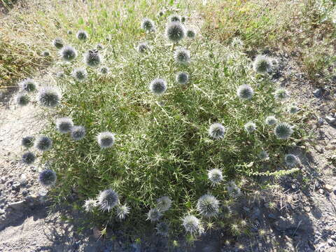 Image of Echinops bovei Boiss.