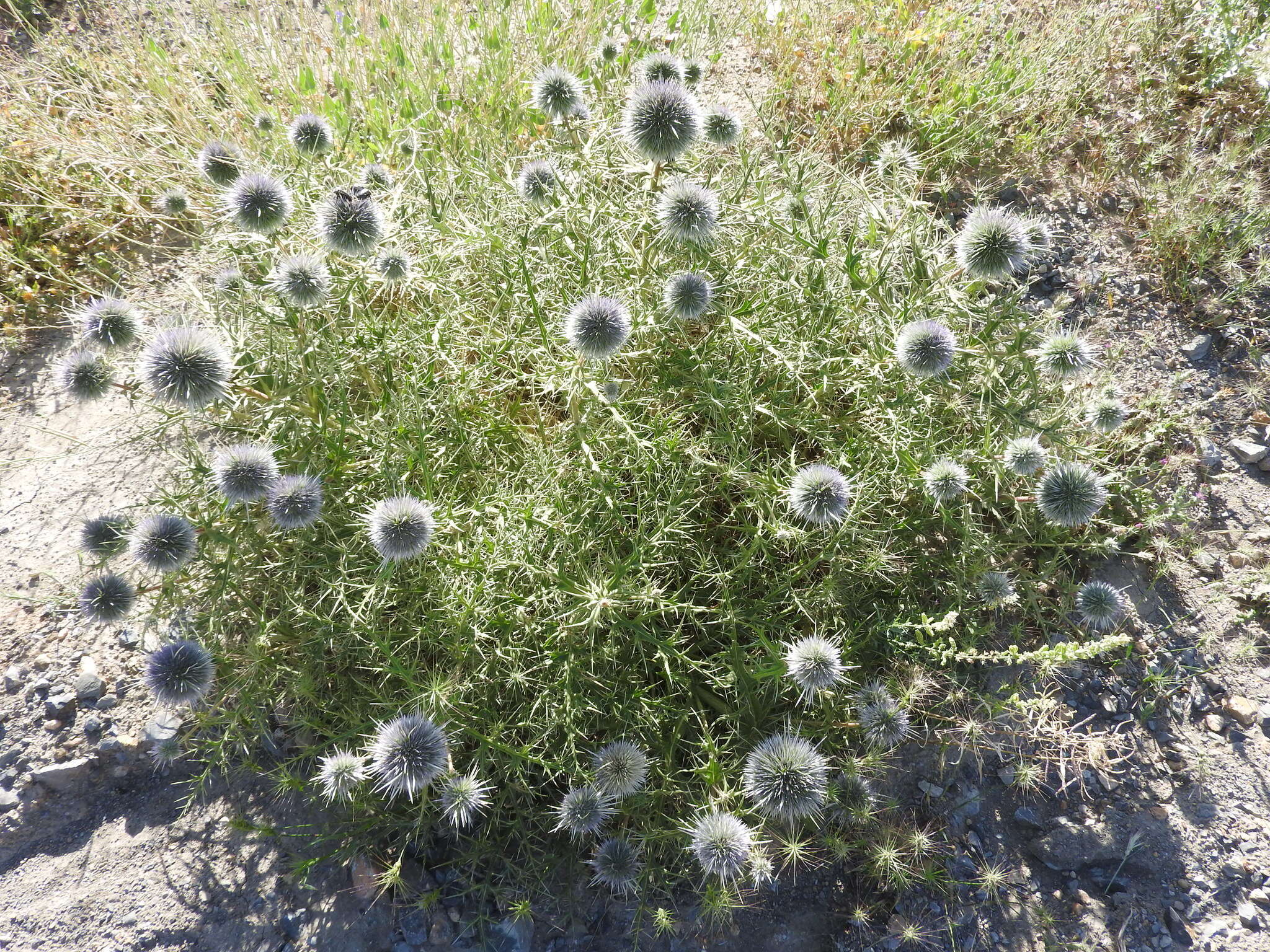 Image de Echinops bovei Boiss.