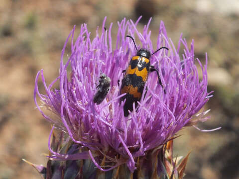 Image of Acmaeoderella cyanipennis perroti