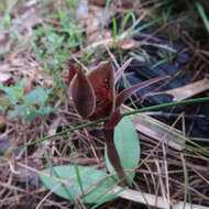 Image of Three-horned bird orchid