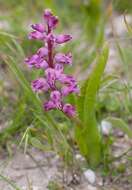 Image of Lachenalia pallida Aiton