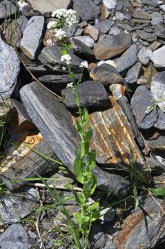 Image of Cochlearia megalosperma (Maire) Vogt