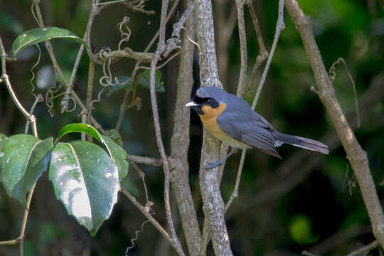 Symposiachrus trivirgatus (Temminck 1826) resmi