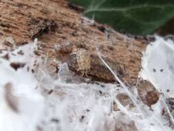 Image of Porcellio monticola Lereboullet 1853