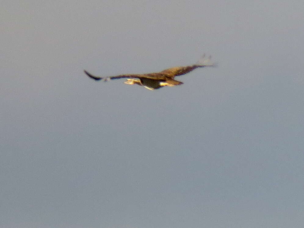 Image of Ludwig's Bustard