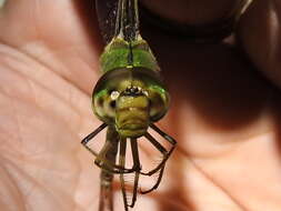 Image of Bar-sided Darner