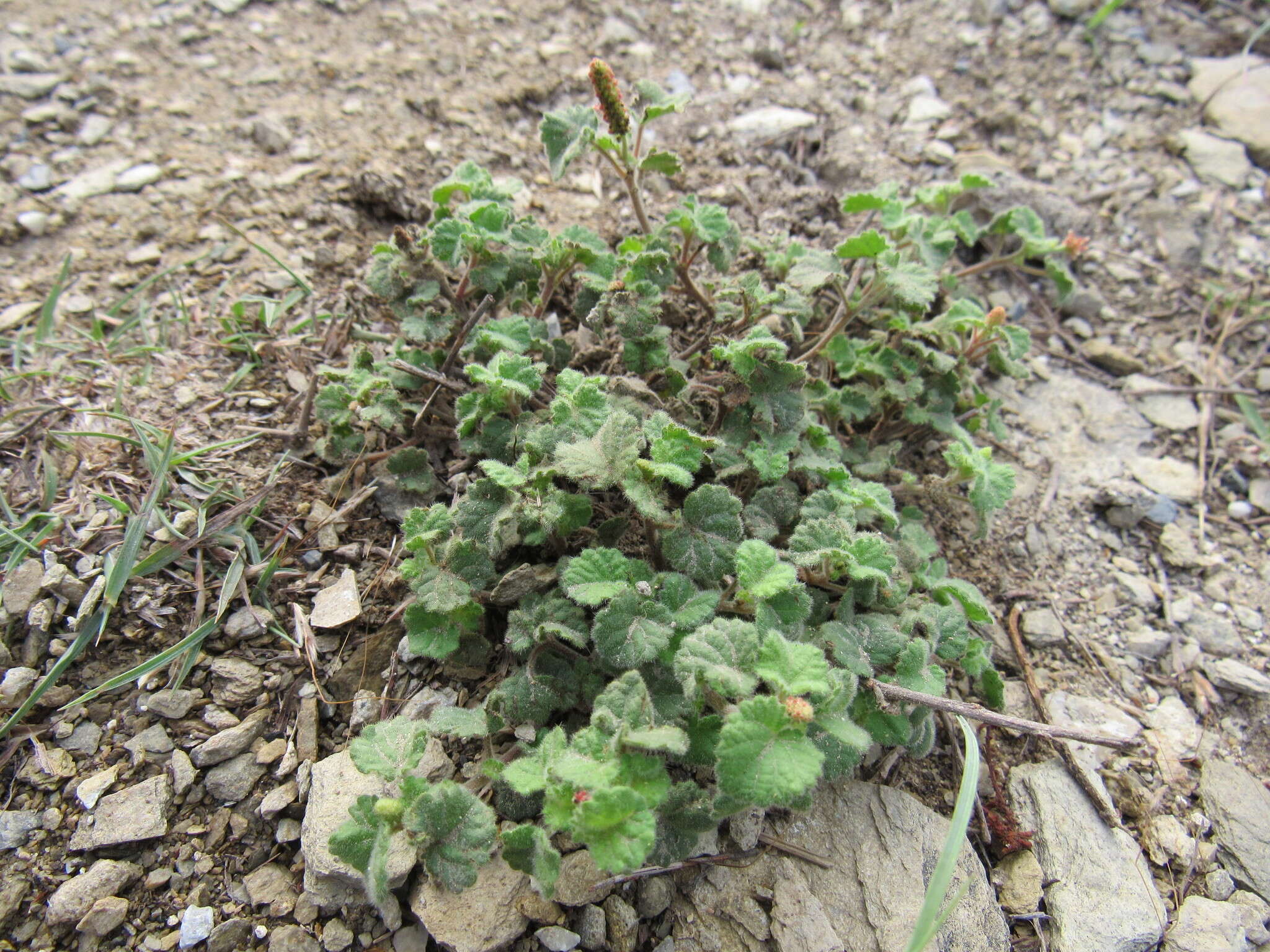 Image of round copperleaf