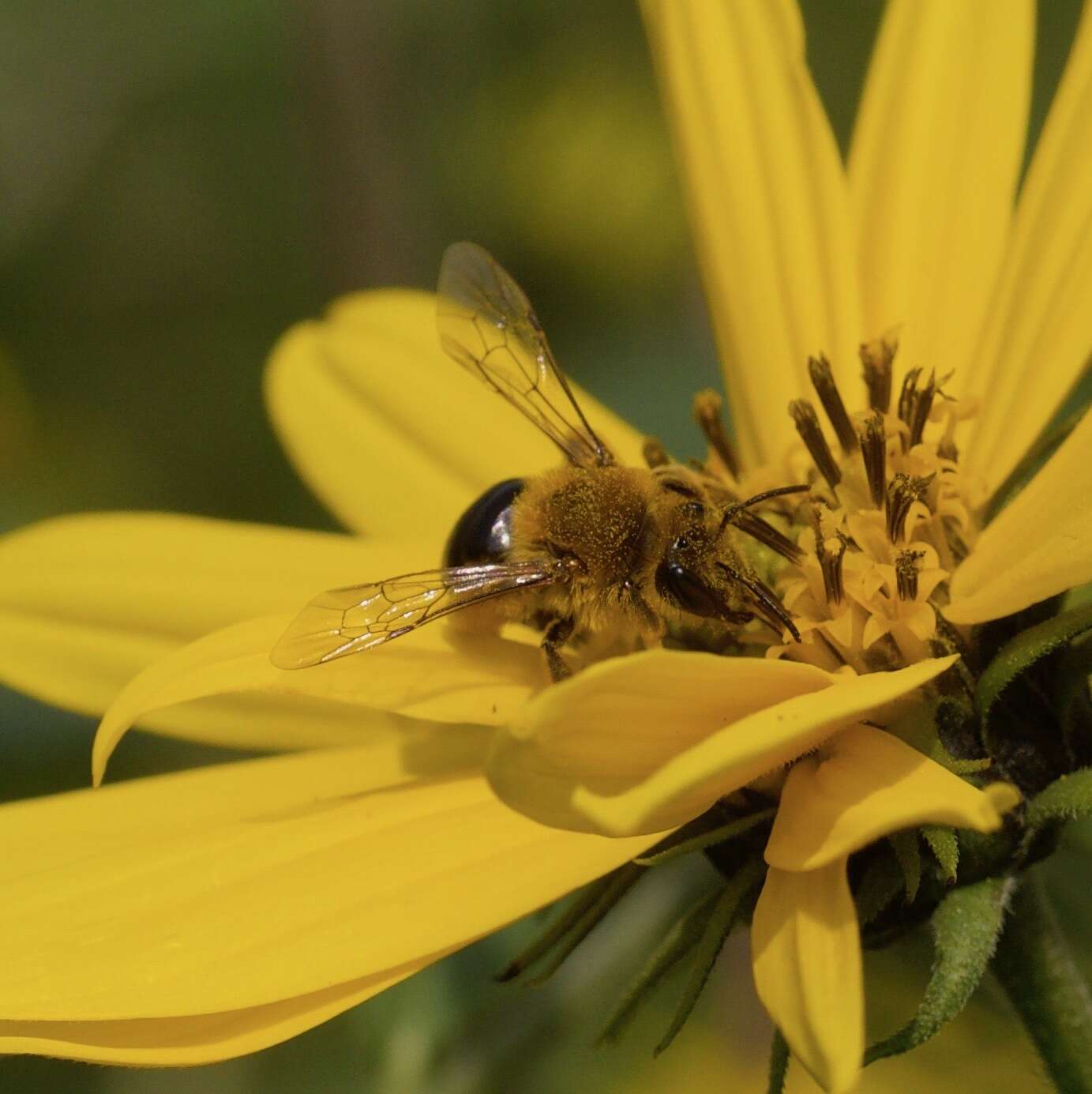 Image of Sunflower Andrena