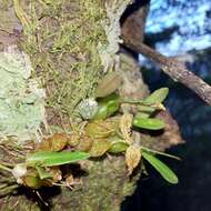 Imagem de Bulbophyllum tuberculatum Colenso