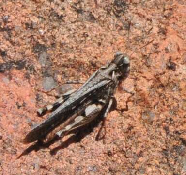 Image of Australian plague locust