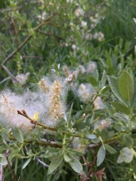 Imagem de Salix eastwoodiae Cockerell ex A. Heller