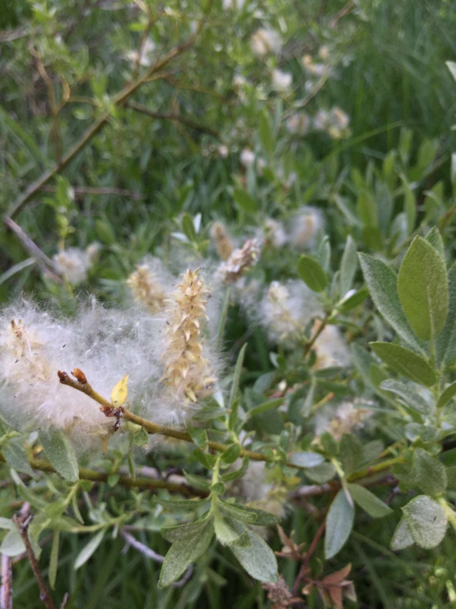 Image of mountain willow