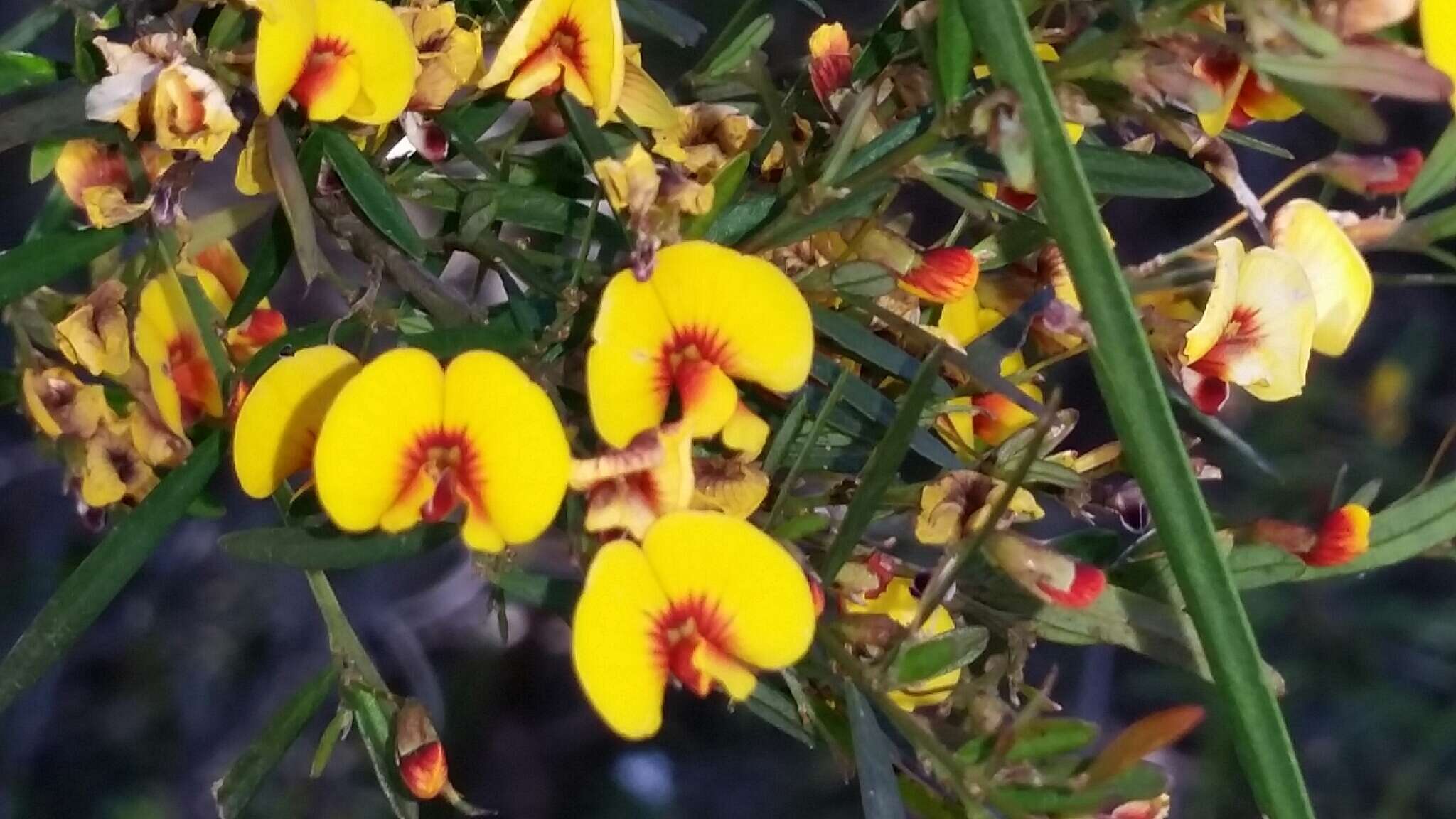 Bossiaea linophylla R. Br. resmi