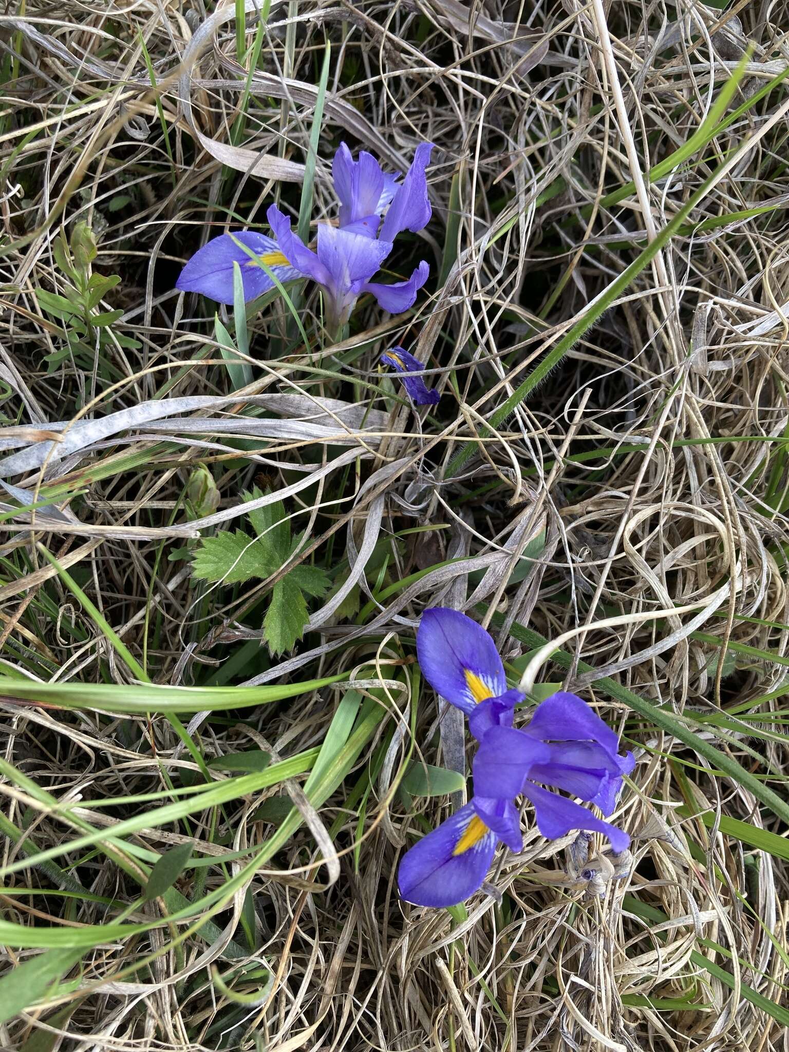 Sivun Iris verna var. smalliana Fernald ex M. E. Edwards kuva