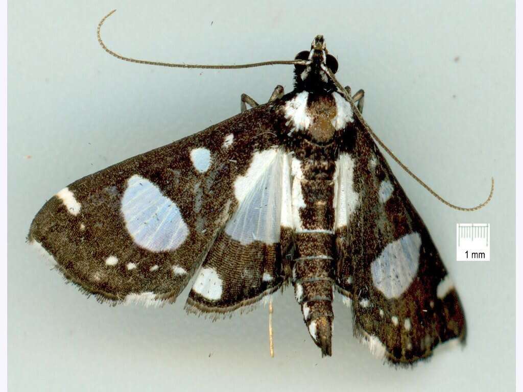 Glyphodes conjunctalis Walker (1866) resmi