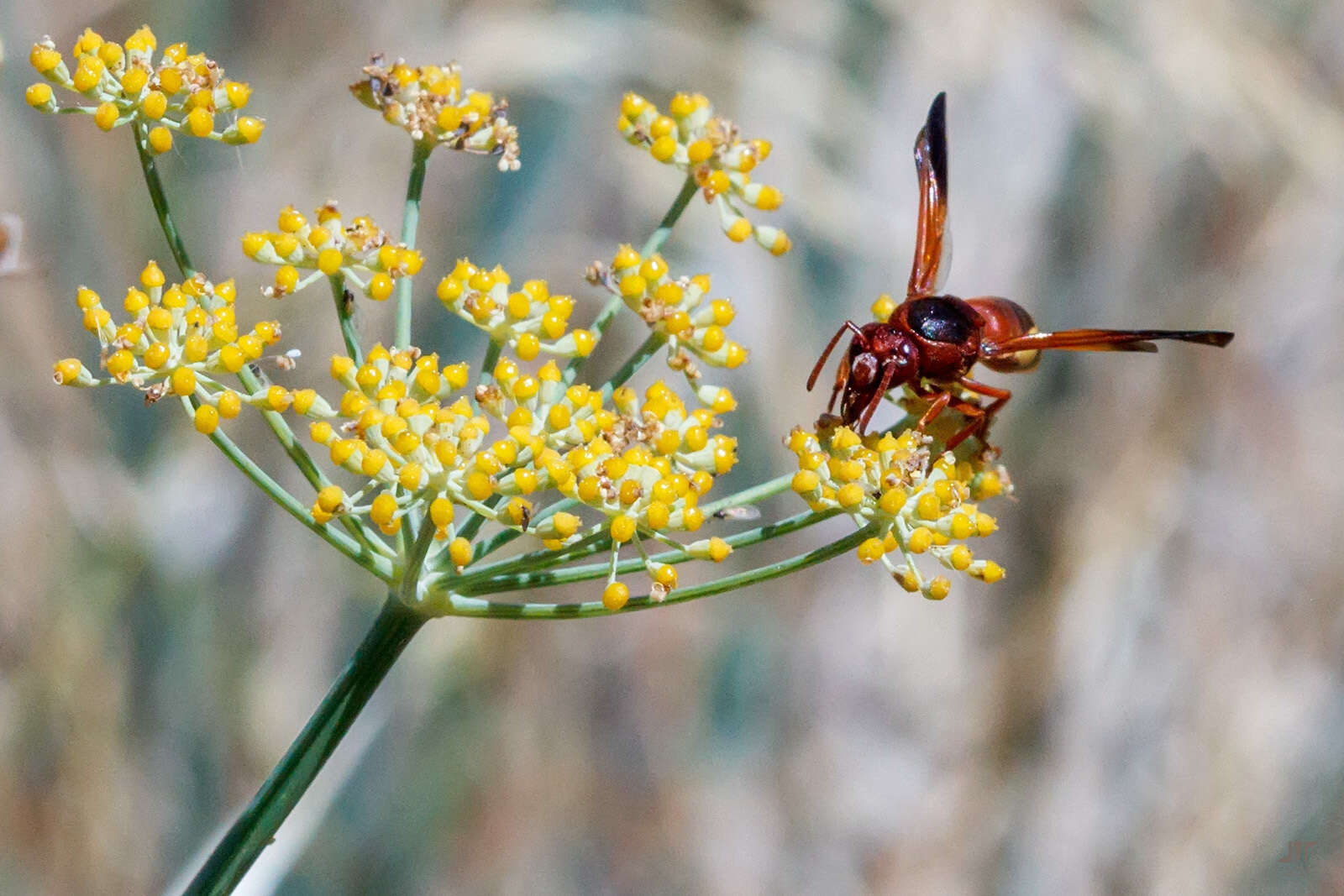 Image of Rhynchium oculatum oculatum