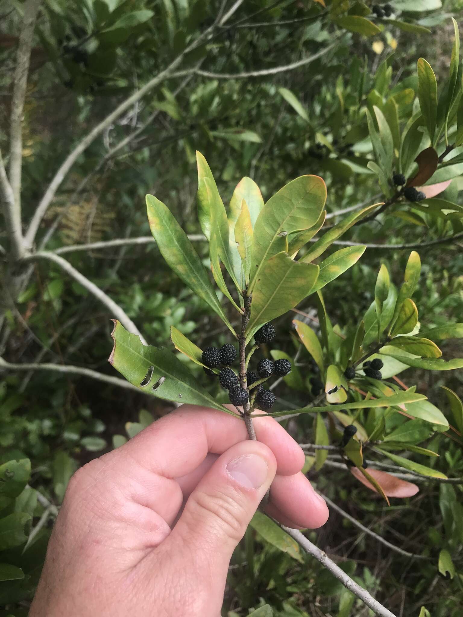 Image of Odorless Bayberry