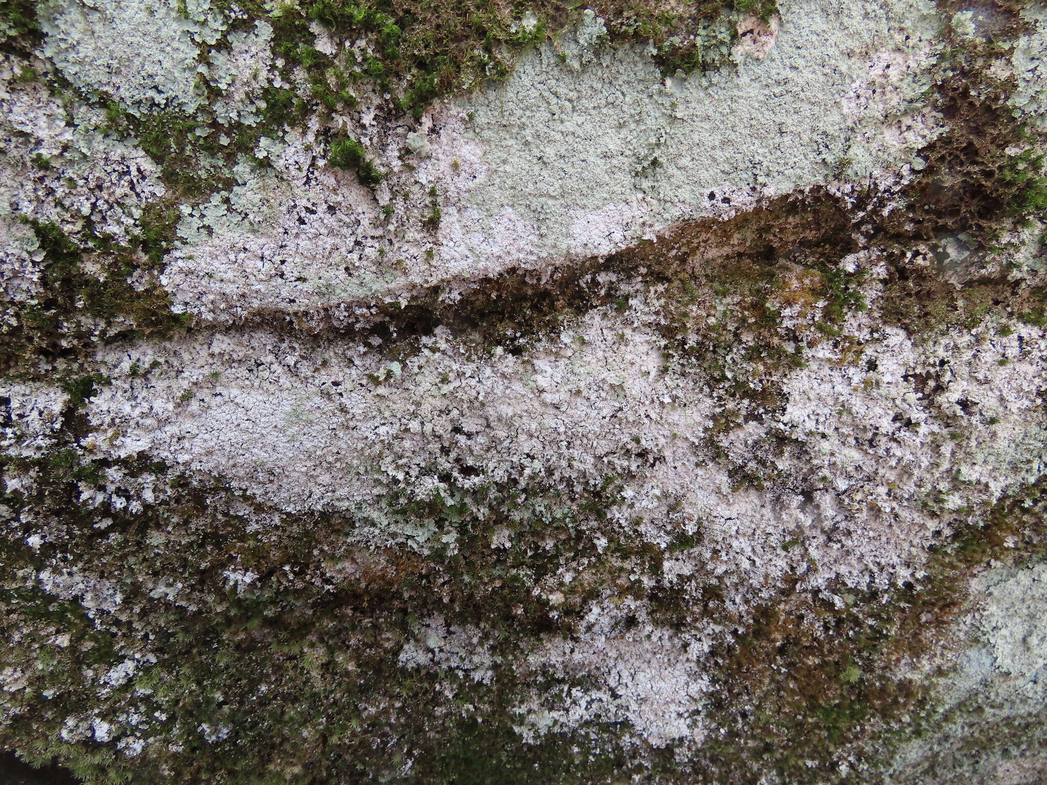 Image of Yasuda's crabseye lichen