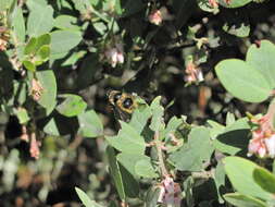 Image of Criorhina nigripes (Williston 1882)