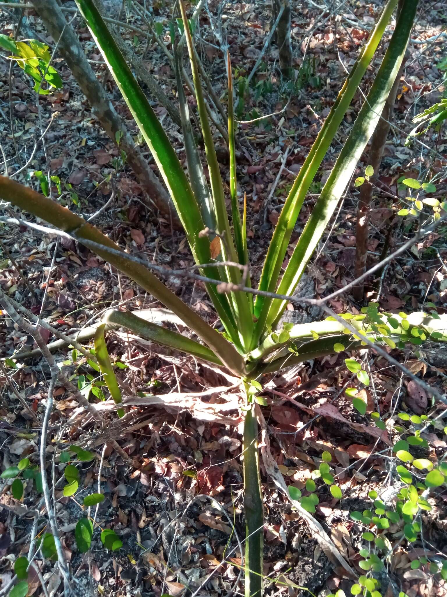 Image of Aloe occidentalis (H. Perrier) L. E. Newton & G. D. Rowley