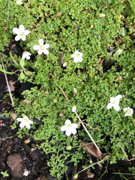 Image of Arenaria balearica L.