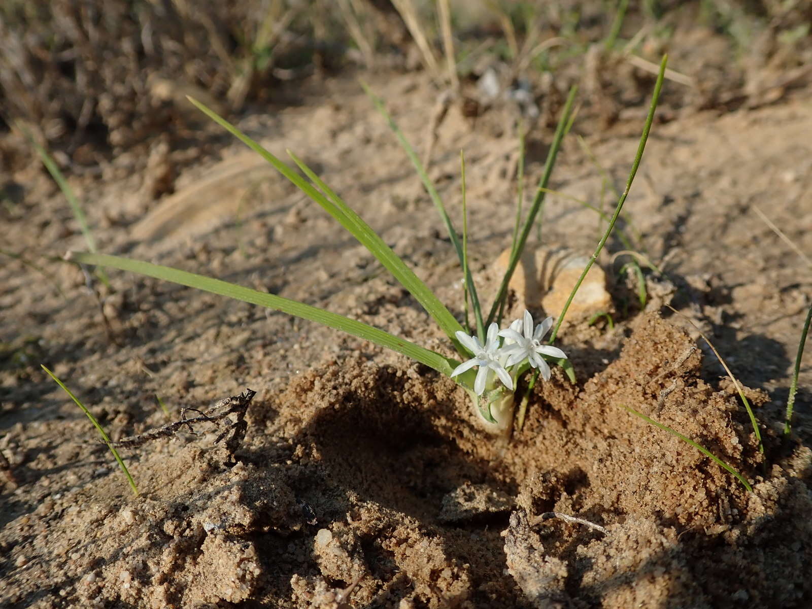 Image of Lapeirousia plicata subsp. effurcata (G. J. Lewis) Goldblatt