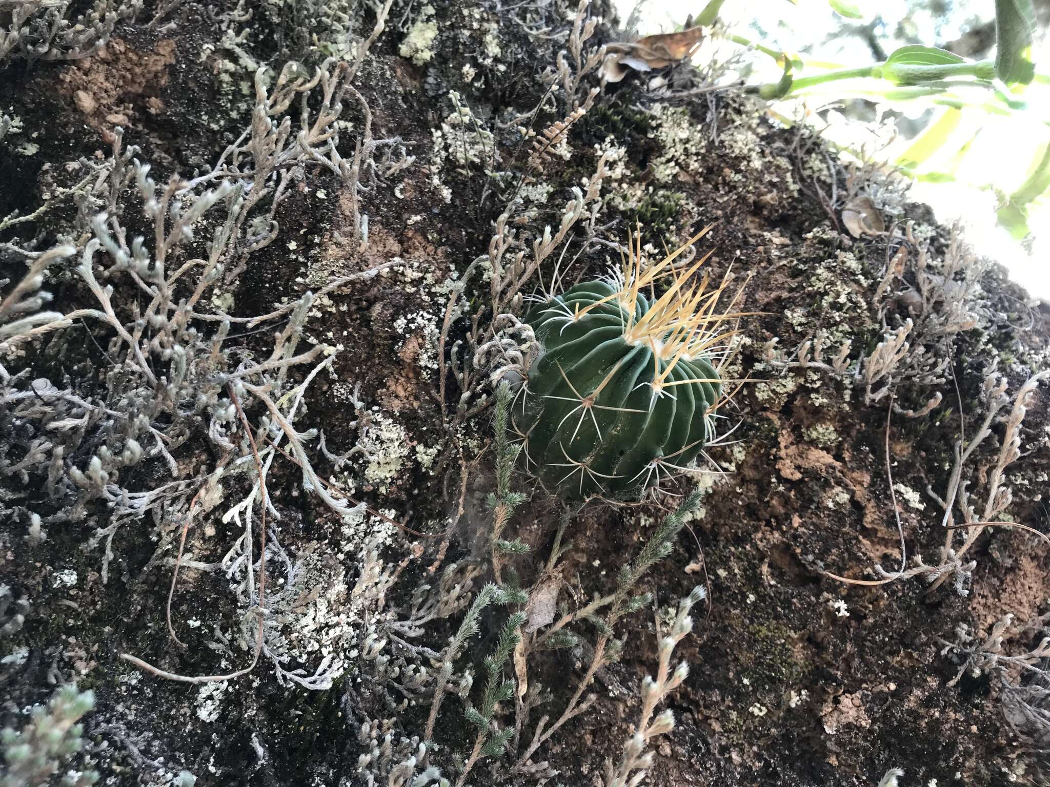 Image of Stenocactus sulphureus (A. Dietr.) Bravo