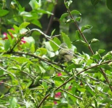 Image of Guianan Tyrannulet