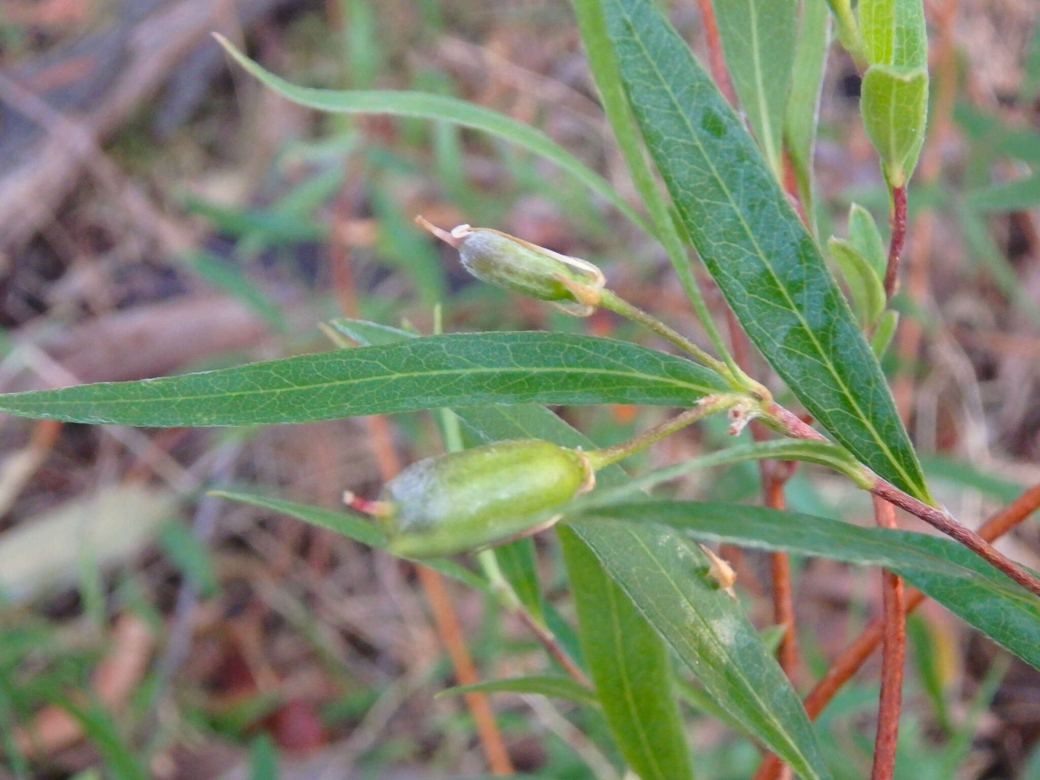 Imagem de Billardiera cymosa F. Müll.