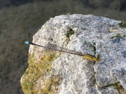 Image of Vesper Bluet