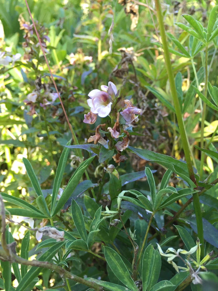 Imagem de Pedicularis racemosa Dougl. ex Hook.