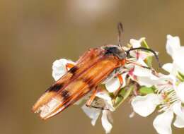 Image of Tragocerus spencii Hope 1834