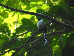 Image of Collared Treepie