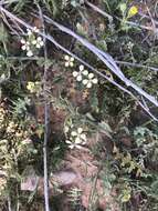 Image of Enarthrocarpus strangulatus Boiss.