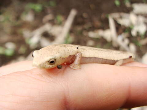 Image of Bolitoglossa sima (Vaillant 1911)