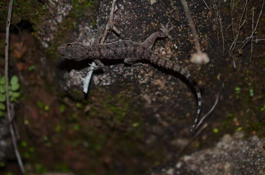 Image of Brook's House Gecko