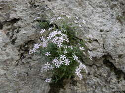 Image of Petrocoptis glaucifolia (Lag.) Pau